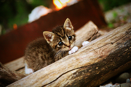 开云体育APP下载-北非之光吞噬意大利蓝,阿尔瓦雷斯一剑封喉,摩洛哥豪门完美压制那不勒斯