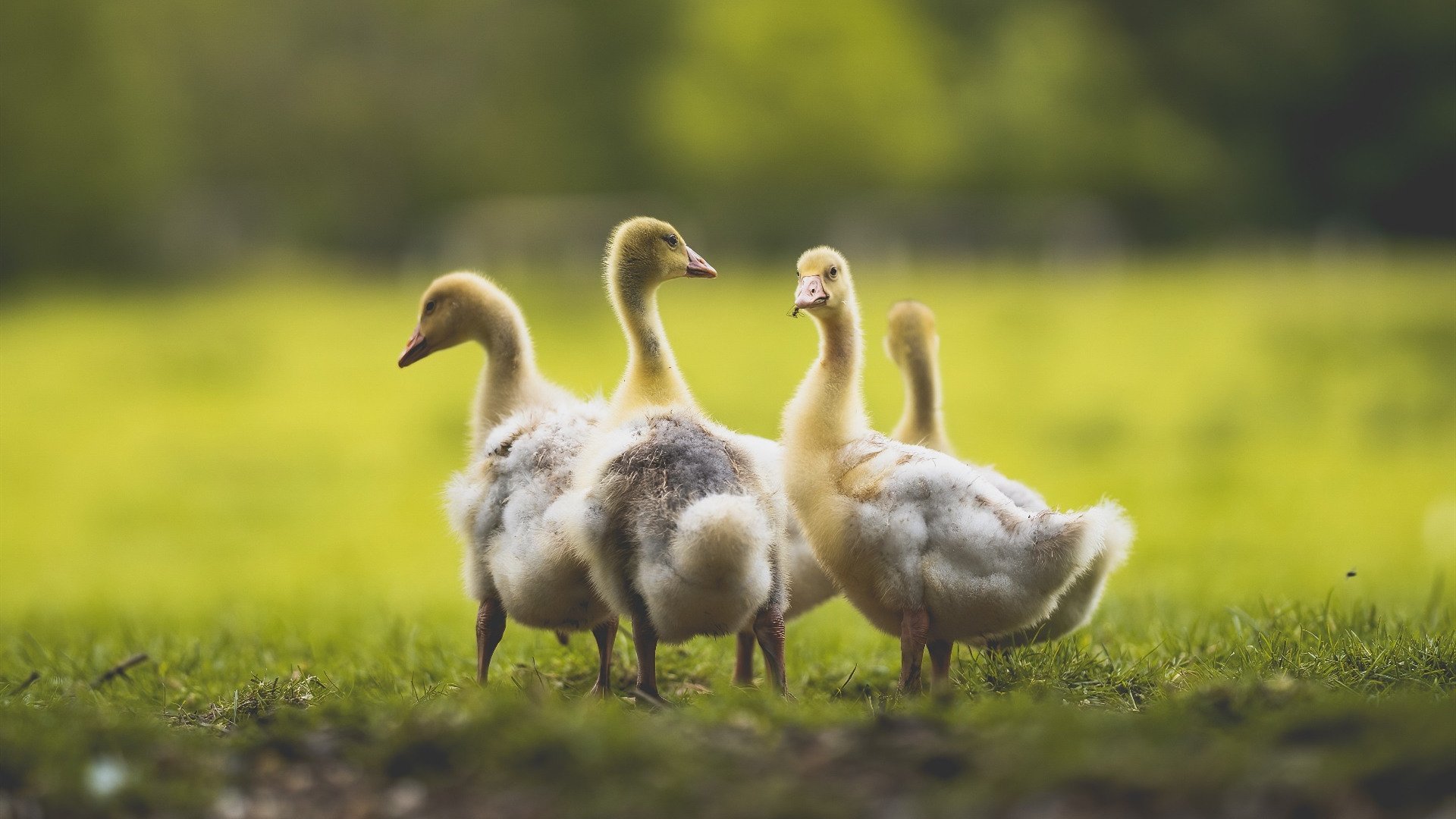 开云体育-杜兰特封神之战!无争议全场最佳,鹈鹕稳健擒奇才显强队本色