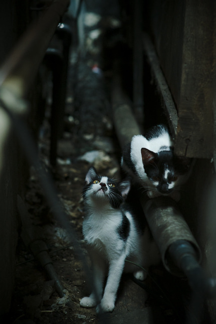 武切维奇在美加墨的禁区，一次远比灰熊轻取湖人更震撼的接管