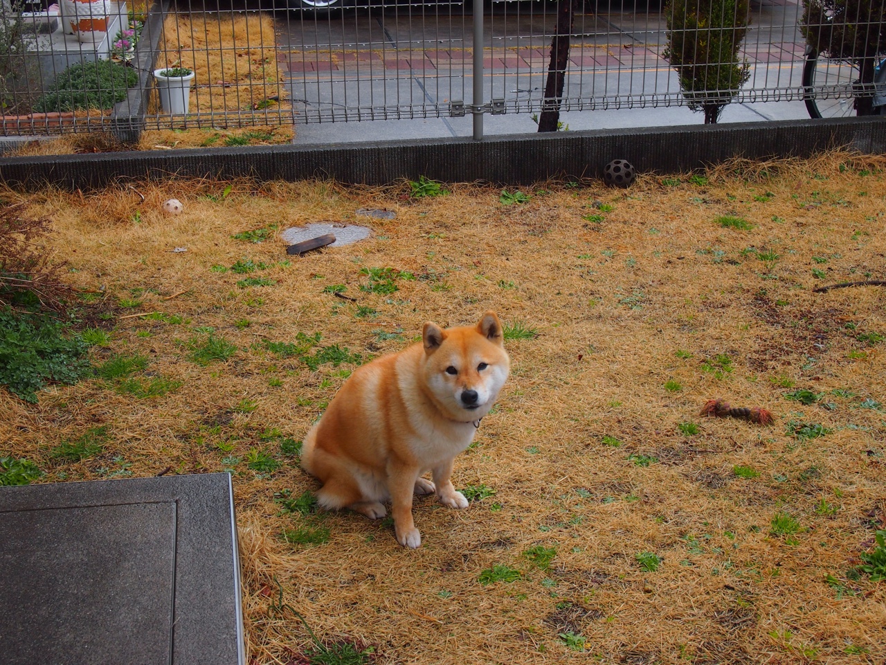 当洛城掘金遇上钱塘江潮,利拉德一箭定乾坤