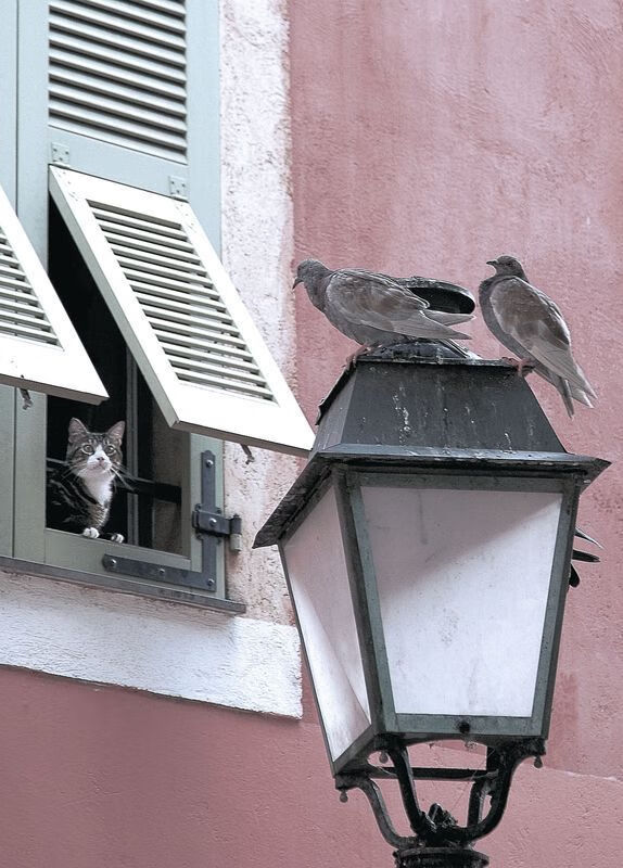 开云APP-东决之夜,阿克定义伟大,巨星在刀锋上起舞