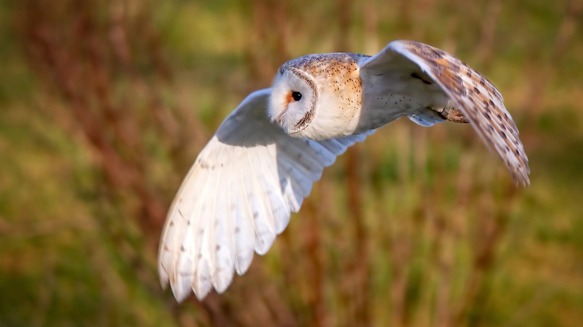 跨界对决的唯一性,库里数据爆炸引领雄鹿轻取上海队