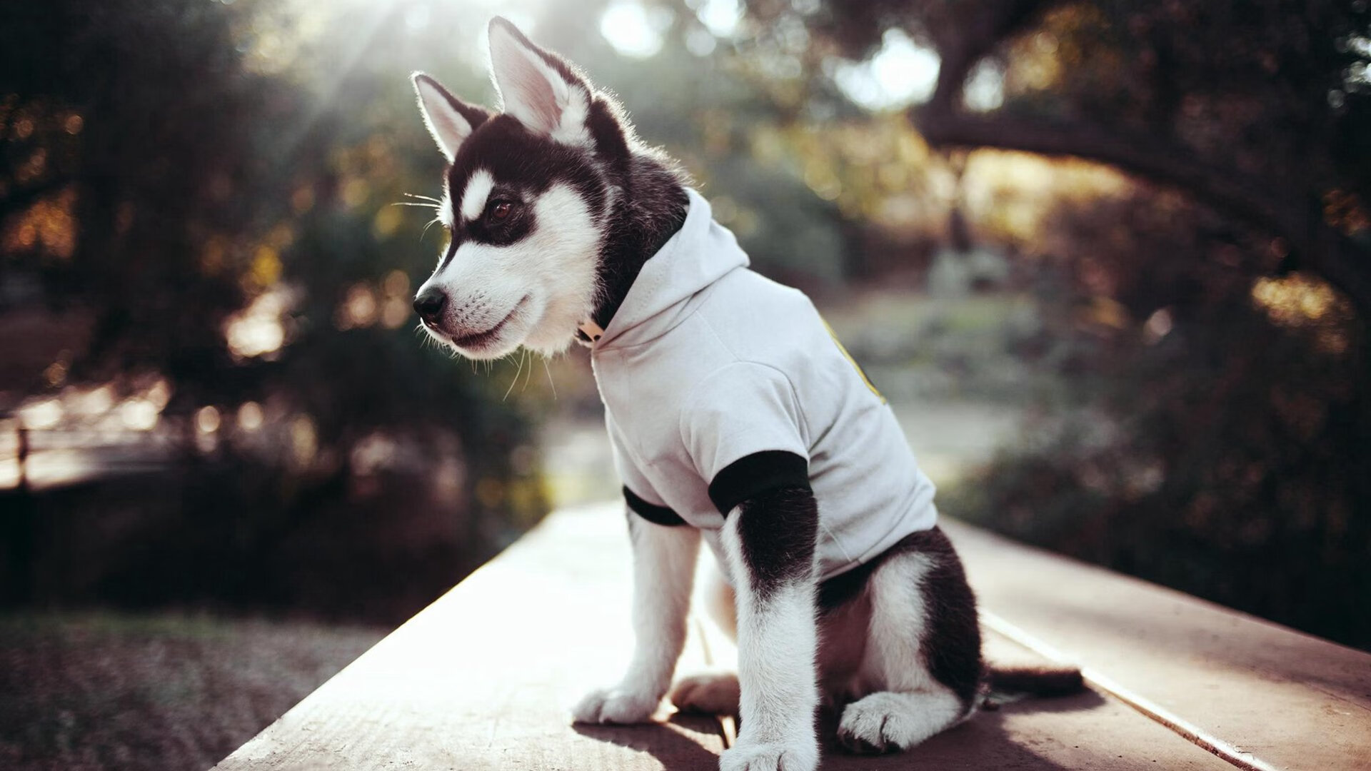 开云APP-魔幻舞台，贝林厄姆独舞，厄瓜多尔三球完胜委内瑞拉