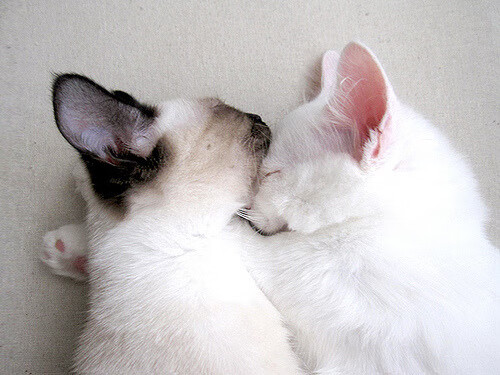 开云体育登录-尼克斯爆冷击败76人，恩比德关键先生表现徒劳