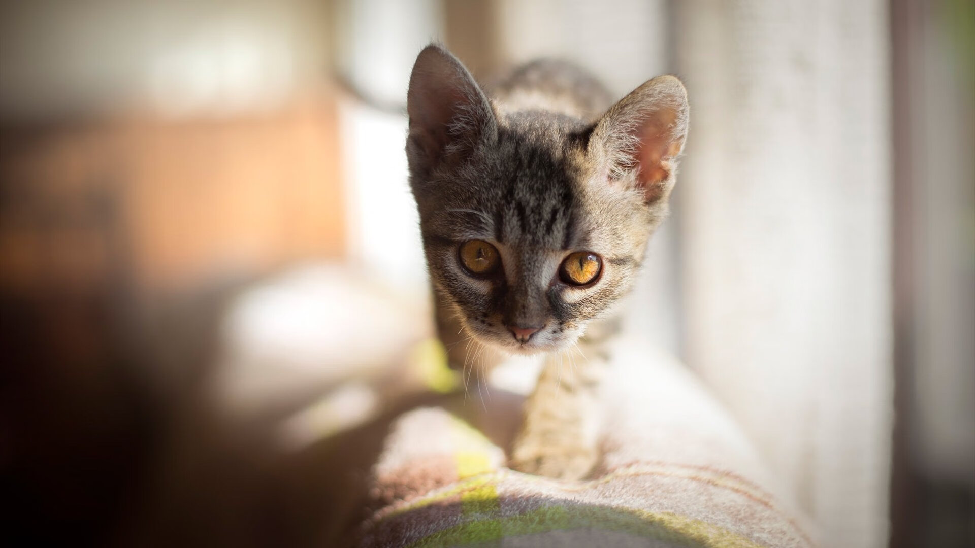 2026跨界世界杯,广东男篮以篮球之魂,在足球规则的终极战场上扣杀金州勇士