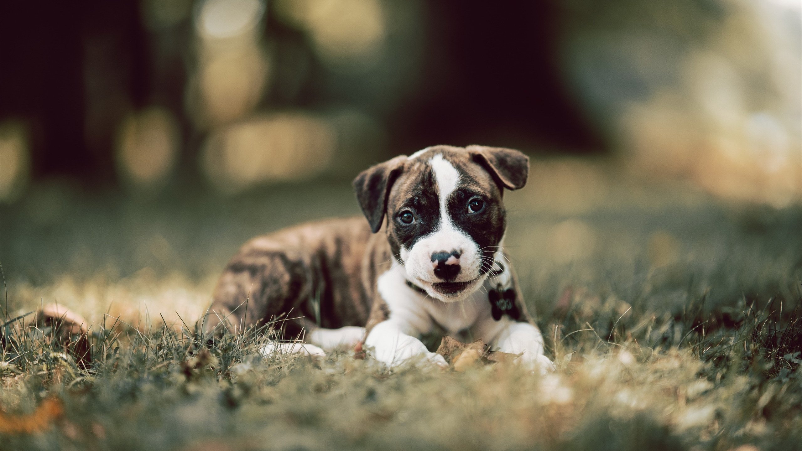 开云APP-暗夜锋刃，克瓦拉茨赫利亚在巴库街道的无声宣言