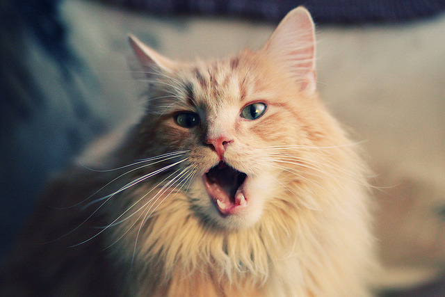 尼日利亚基因如何强压利物浦血脉?贝林厄姆式逆袭揭示足球新哲学