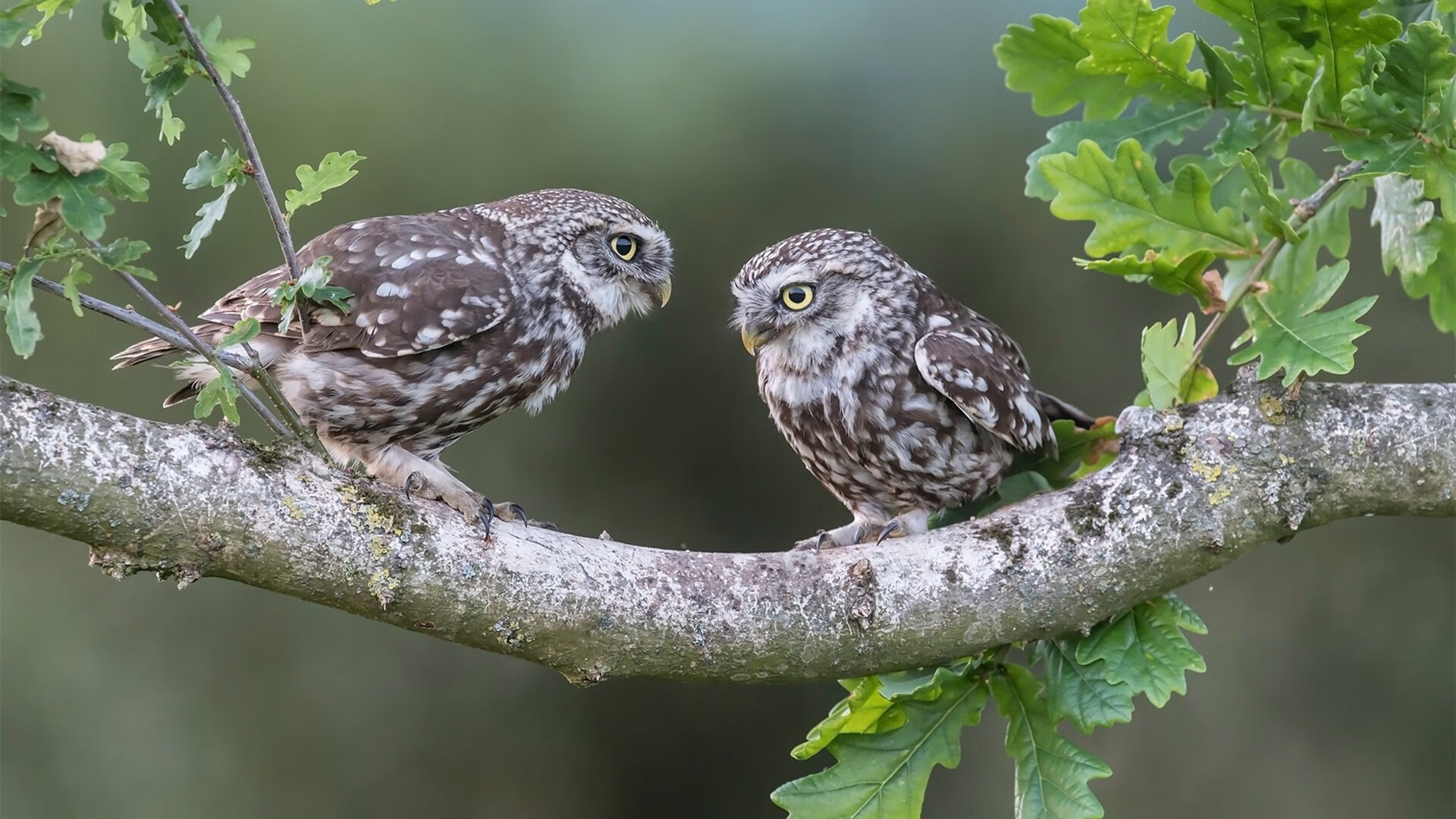 意甲焦点战之夜，奥纳纳关键回合不手软