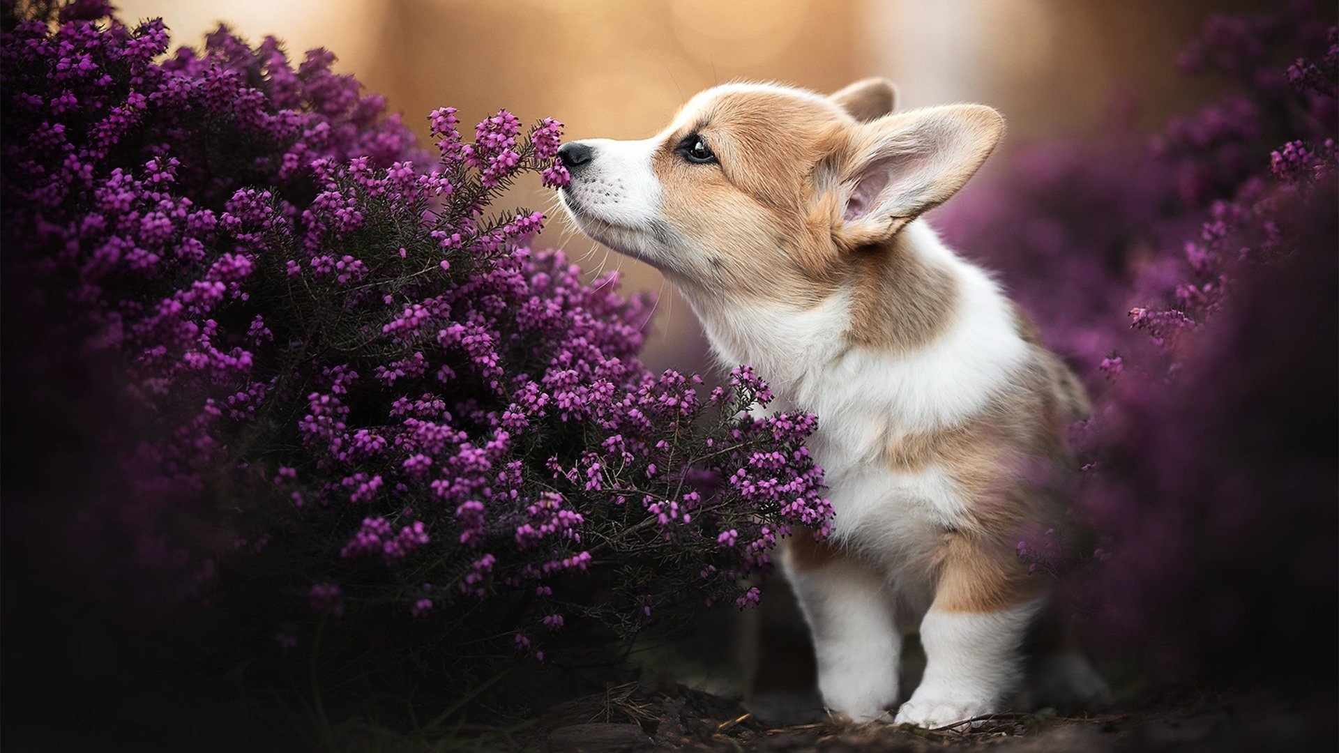 破茧，哈利伯顿的救赎之夜与老鹰队的压制艺术