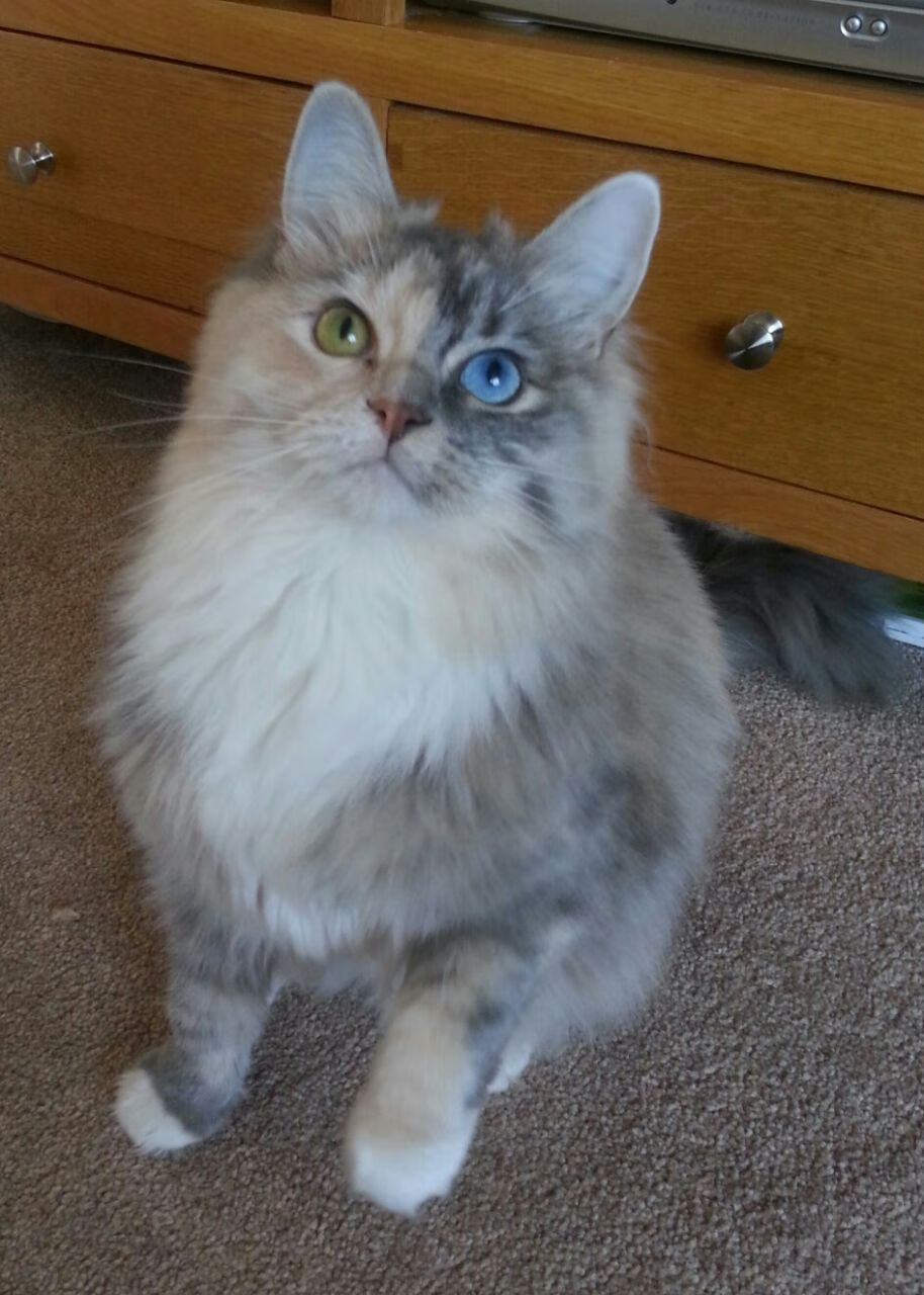 蜂刺出鞘，文班亚马与一场隐喻式逆转背后的胜利哲学