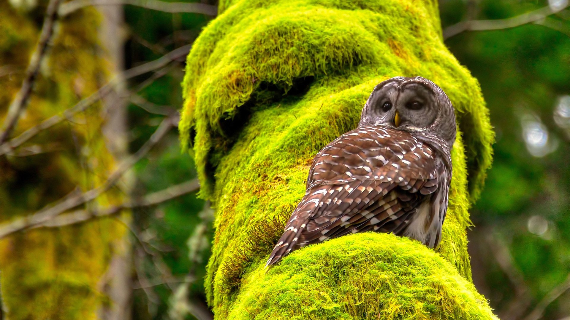 NBA式绝杀，罗德里的绿茵教室，如何书写唯一性法则