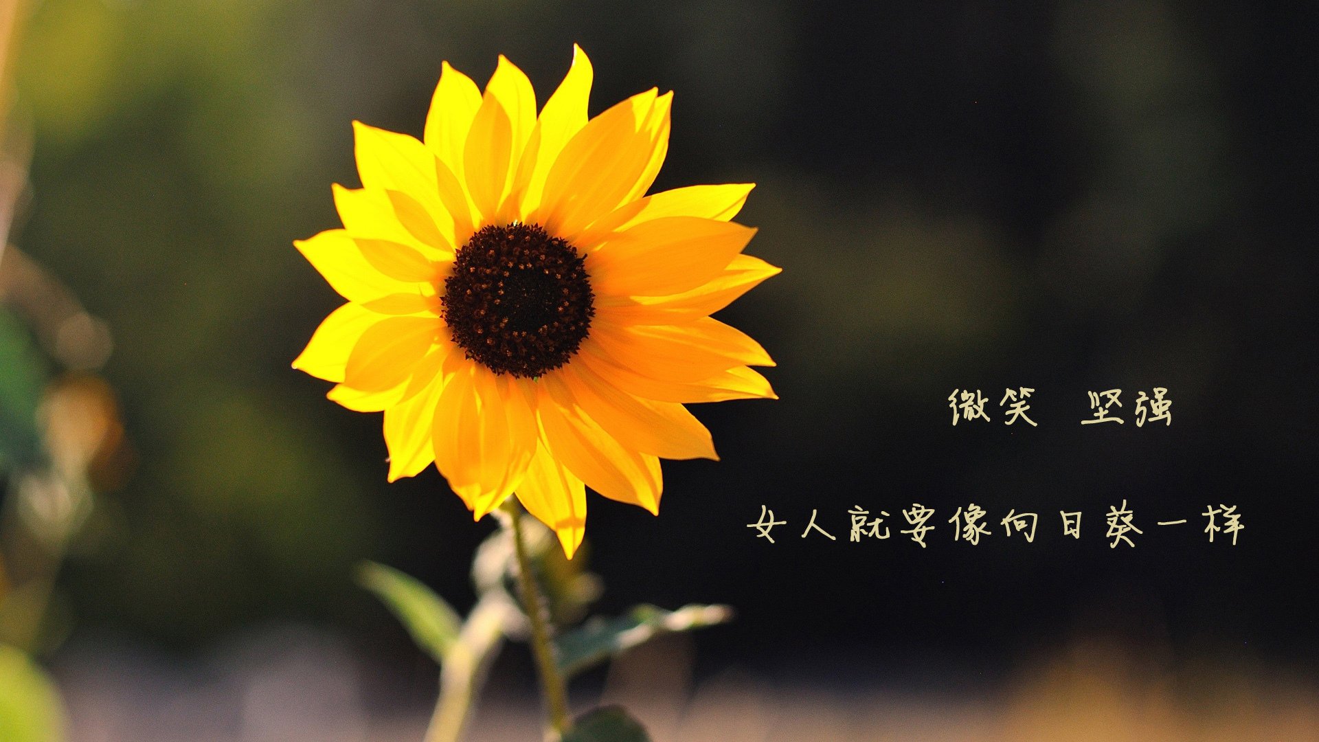 蓝白红风暴,2026世界杯F组,智利完胜美国,奥斯梅恩以一己之力改写足球版图